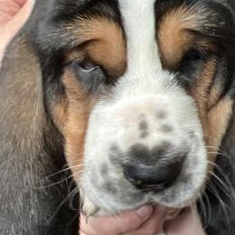 Red Boy 3 European - Basset Hound puppy in Waukegan, Illinois from Rolling and Howling Basset Hounds and Dachshunds
