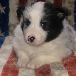 Girl 1 - Shetland Sheepdog puppy in Idaho from Bloxham Blue Shelties and Corgis
