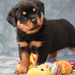 Drago - Black and mahogany male Rottweiler puppy in Catawissa, Pennsylvania from Sharp Ridge Rottweilers