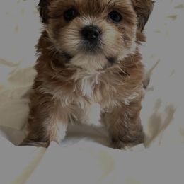 Boy 2 - Golden male Lhasa Apso puppy in Bethpage, New York from Tibetan Tails