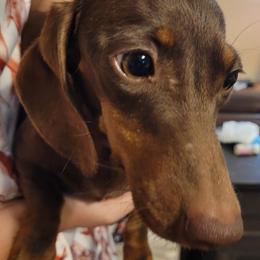 Dapheny - Dachshund