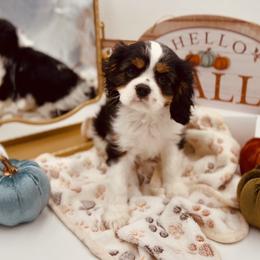 Tri Girl - Tri-color female Cavalier King Charles Spaniel puppy in Fayetteville, Arkansas from Sharp's Cavaliers