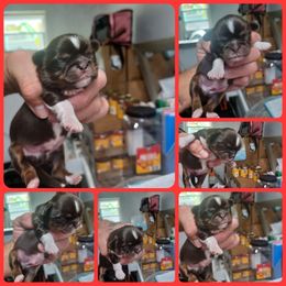 Boy 1 - Chocolate and tan male Shih Tzu puppy in Houston, Texas from Shih Tzu Houston