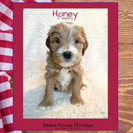 Girl 1 - female Goldendoodle puppy in North Conway, New Hampshire from Arbor Grace Doodles