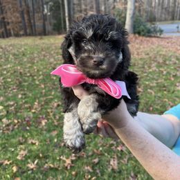MOCHA - Brown female Schnoodle puppy in Fredericksburg, Virginia from Growing Puppies