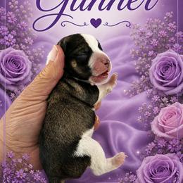 Gunner - Parti male Miniature Schnauzer puppy in Sylvania, Georgia from Southern Sky Miniature Schnauzers