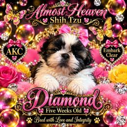Diamond - Brindle and white female Shih Tzu puppy in Dallas, Texas from Almost Heaven Shih Tzu