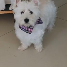 West Highland White Terrier puppies from Wagglesworth Westies