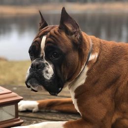 Fire  - Boxer