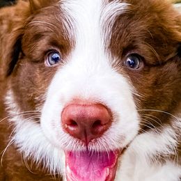 Border Collies from Titanya Walker