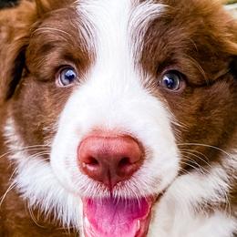 Border Collies from Titanya Walker