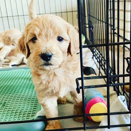 Goldendoodle Puppies from Pitter Patter Puppies