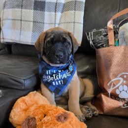 WALTER - (Dark Blue Collar Apricot Boy) - Apricot male Mastiff puppy in Auburn, Kansas from Puppy Paradise:  English Mastiff Puppies & Standard Goldendoodle Puppies