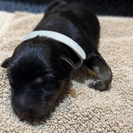 Willow - Black and tan female German Shepherd puppy in Barnhart, Missouri from Combat Creek German Shepherds