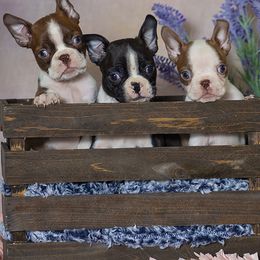 Boston Terriers from RVF Boston Terriers