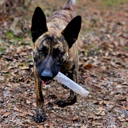 Fenrir - Dutch Shepherd