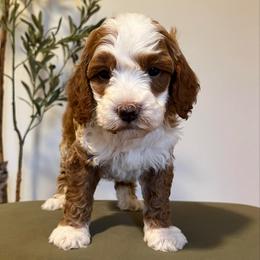 Ridge - Red  male Goldendoodle puppy in St George, Utah from Doodle Bears of Southern Utah