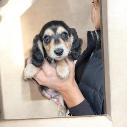 Teak - Black and cream male Dachshund puppy in Philomath, Oregon from Bailey’s Dachshunds