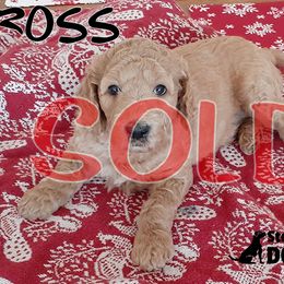 Ross - Goldendoodle puppy in Elkton, Virginia from Stoney Creek Doodles