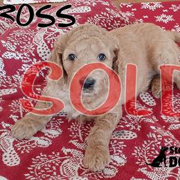 Ross - Goldendoodle puppy in Elkton, Virginia from Stoney Creek Doodles