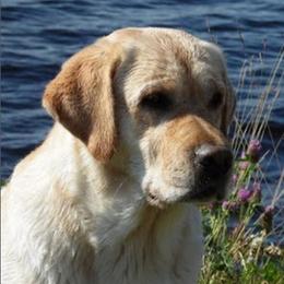 Mabel - Labrador Retriever