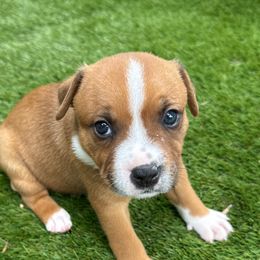 Zeus - Red male Staffordshire Bull Terrier puppy in Port Saint Lucie, Florida from Southern Staffies