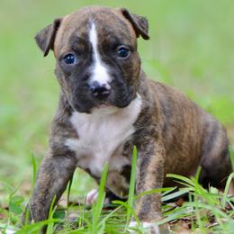 Boy 1 - Brown brindle male American Staffordshire Terrier puppy in St. Augustine, Florida from LBK & Ancient City