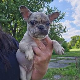 Girl 2 - Fawn brindle and white female French Bulldog puppy in Lansing, Michigan from Black Thunder 517 Dachshunds and frenchies