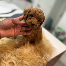 Whiskey - Red  male Poodle puppy in Texas from Zoway's Poodles