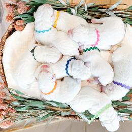 Labrador Retriever Puppies from Bohlken Labradors