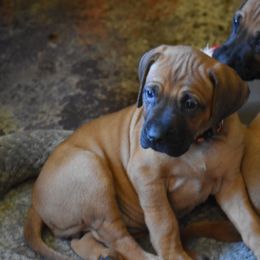 Our pick female, Annika Orange - Rd whtn blk nose Rhodesian Ridgeback puppy in Broussard, Louisiana from Karamojo Ridgebacks, Quality over Quantity