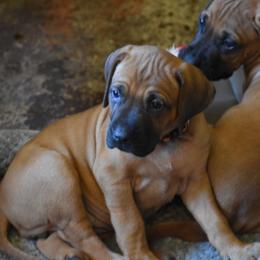 Our pick female, Annika Orange - Rd whtn blk nose Rhodesian Ridgeback puppy in Broussard, Louisiana from Karamojo Ridgebacks, Quality over Quantity