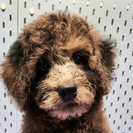 Boy 1 - Merle Goldendoodle puppy in Webster, New York from Sacred Heart Doodles