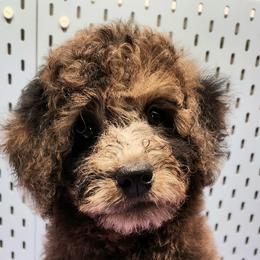 Boy 1 - Merle Goldendoodle puppy in Webster, New York from Sacred Heart Doodles