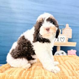 Liberty - Tri-color female Australian Labradoodle puppy in Taylor, Michigan from Mi Best Doodle Ever, LLC