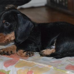 Dachshunds from Anastasiya Skorobogatova