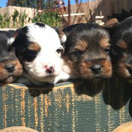 Yorkshire Terriers from The Ritz Carlton Yorkies