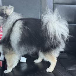 Zuka - Pomeranian