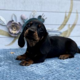 Dachshund Puppies from Dachshunds of Bunch