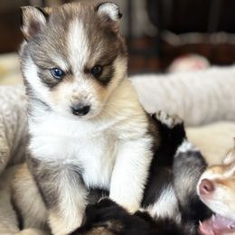 Pomsky Puppies from Bowtique Pomskies