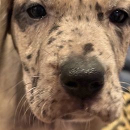 Nia - Fawn female Great Dane puppy in Hutchinson, Kansas from Dappled Danes