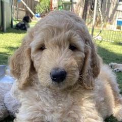 Double Doodles and Goldendoodles from Red White and Doodle