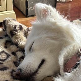 Siberian Huskies from My Huskee House Kennel