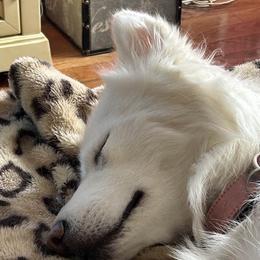 Siberian Huskies from My Huskee House Kennel