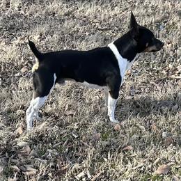 Trip - Black white and tan male Rat Terrier puppy in Savoy, Texas from Rockin EZ Rat Terriers
