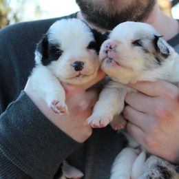 Border Collie Puppies from Kagee Border Collies