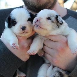 Border Collie Puppies from Kagee Border Collies