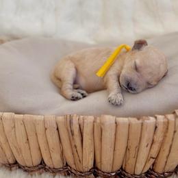 Echo - Apricot male Cavapoo puppy in Arlington, Texas from Van Haselen Poodles and Doodles