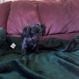 Lele - female Shih Tzu puppy in Hibbing, Minnesota from Iron Range Shih Tzu and Puppies