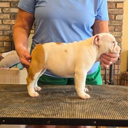 Bonnie - Fawn and white female Bulldog puppy in Summit, Mississippi from Impressive Bulldogs and French Bulldogs